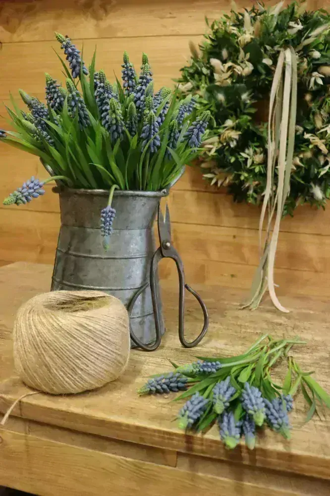 Modřenec umělý - stonek 