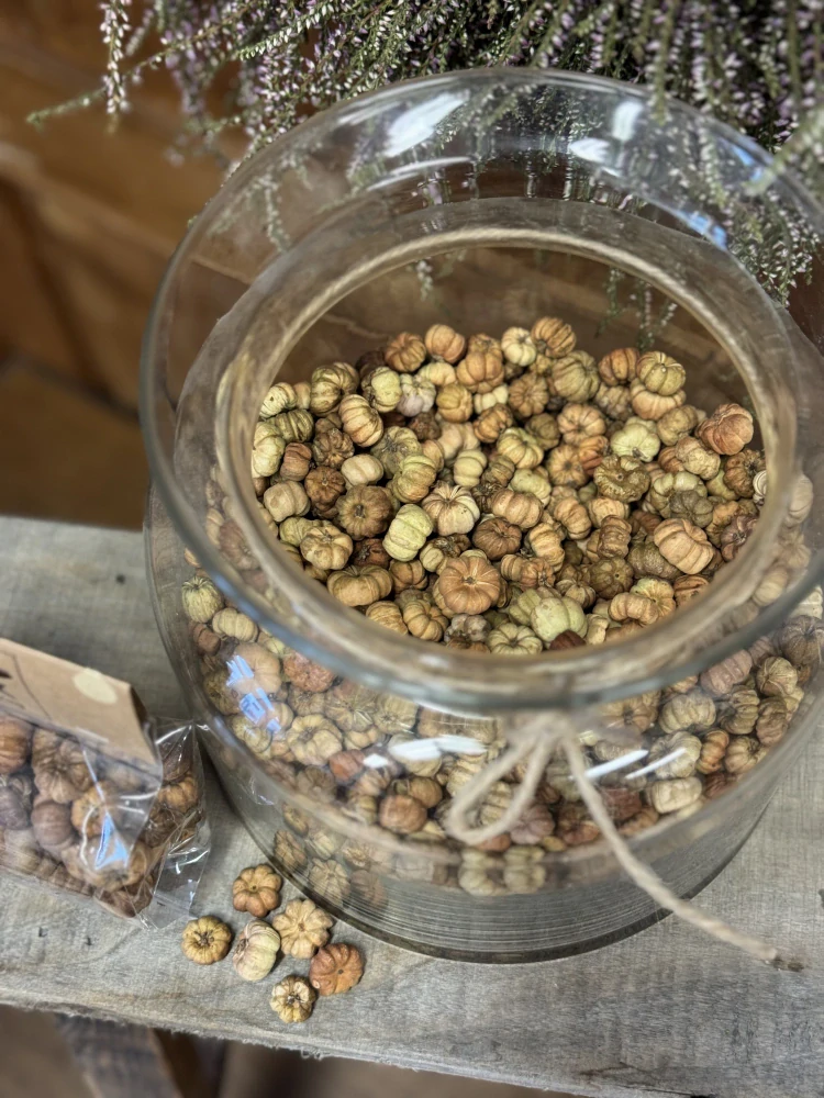 Sušené přírodní plody – mini dekorativní "dýničky", 20 g (natural)