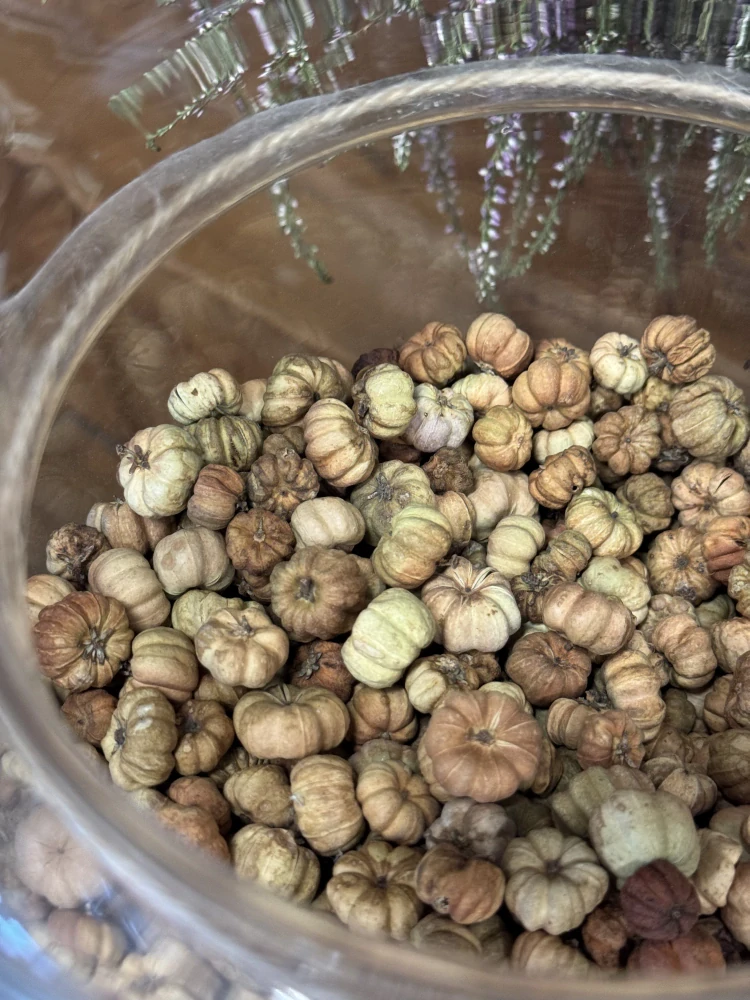 Sušené přírodní plody – mini dekorativní "dýničky", 20 g (natural)